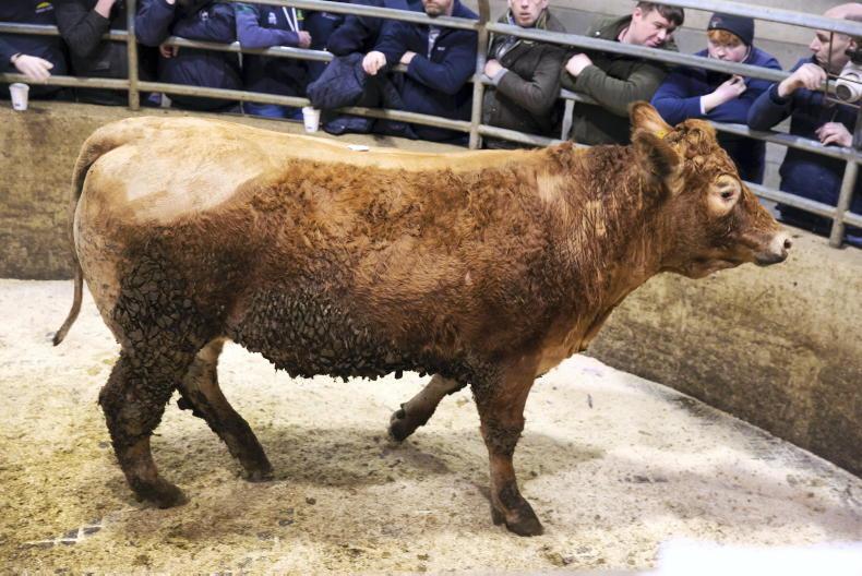 Camera at the Mart: quality heifers in hot demand in Carnew Camera at the Mart: quality heifers in hot demand in Carnew