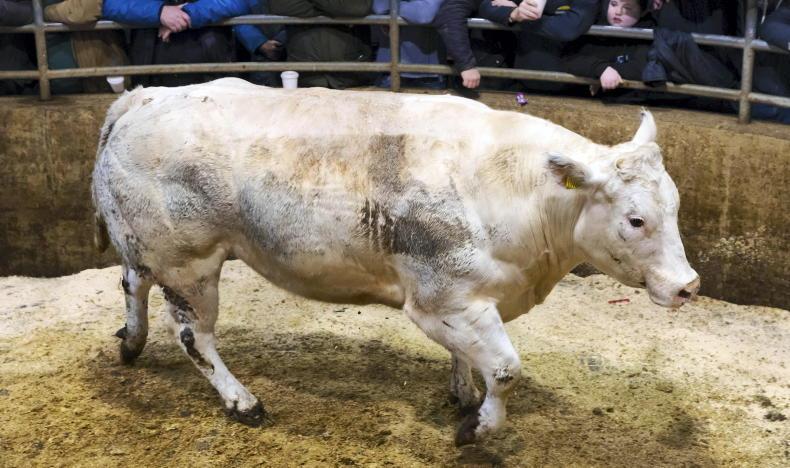 Camera at the Mart: quality heifers in hot demand in Carnew Camera at the Mart: quality heifers in hot demand in Carnew