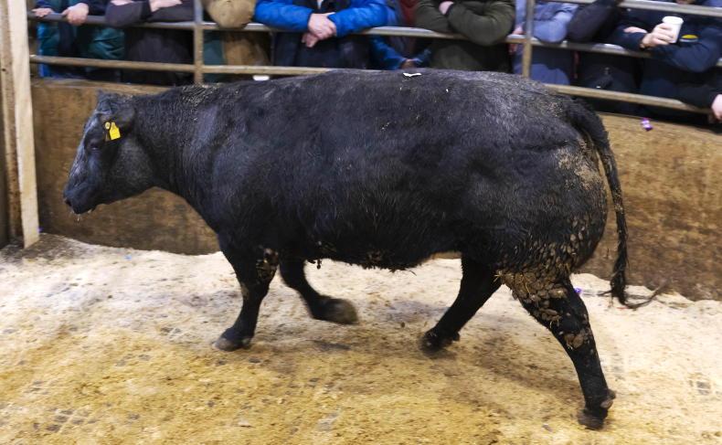 Camera at the Mart: quality heifers in hot demand in Carnew Camera at the Mart: quality heifers in hot demand in Carnew