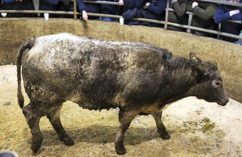 Camera at the Mart: quality heifers in hot demand in Carnew Camera at the Mart: quality heifers in hot demand in Carnew