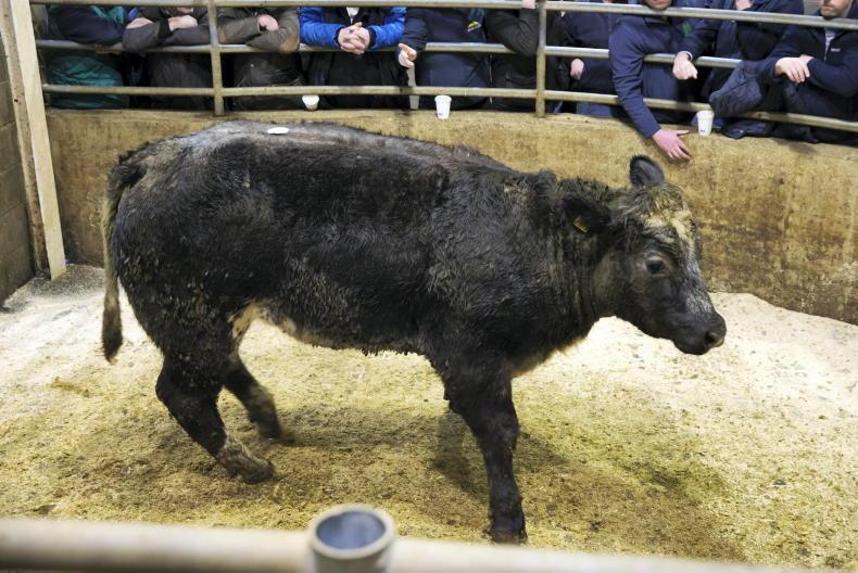 Camera at the Mart: quality heifers in hot demand in Carnew Camera at the Mart: quality heifers in hot demand in Carnew