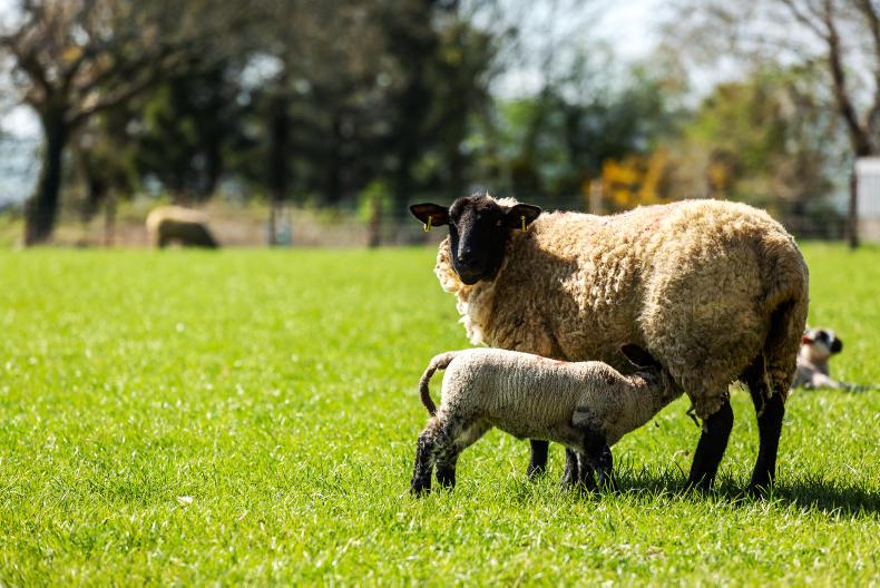 ‘Aggressive’ exporters could hit lamb trade ‘Aggressive’ exporters could hit lamb trade