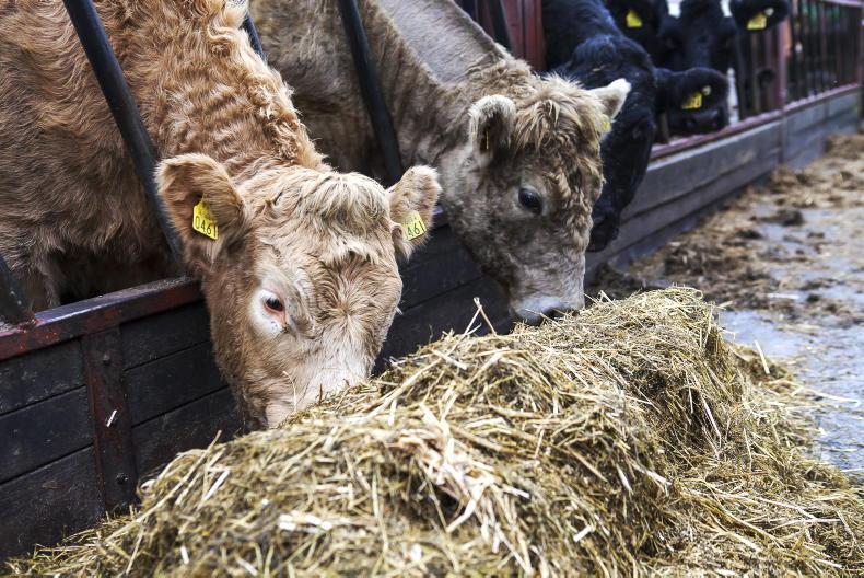 NI Trends: finished cattle prices holding firm; factories cut hogget quotes NI Trends: finished cattle prices holding firm; factories cut hogget quotes
