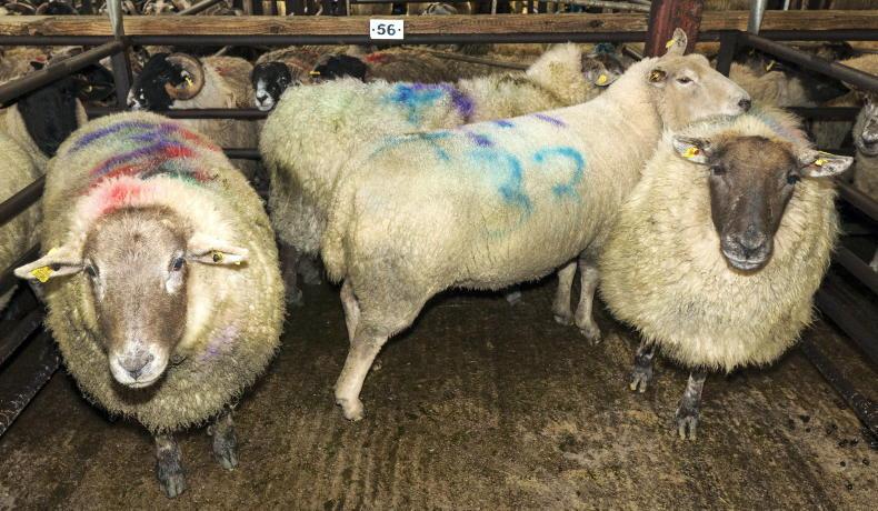 Sheep Management: maintaining the SIS ewe reference number Sheep Management: maintaining the SIS ewe reference number