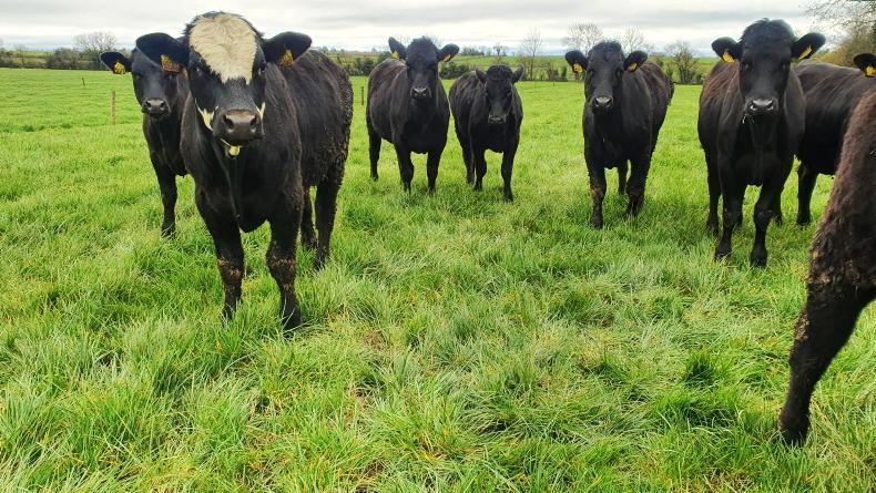 Grass+ Beef: cautious turnout on some farms Grass+ Beef: cautious turnout on some farms