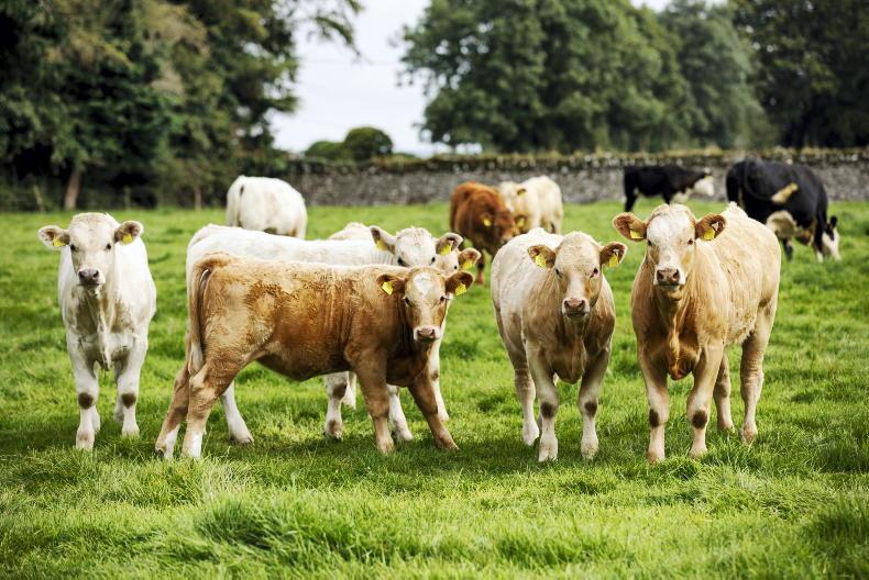 Full-time suckler farms under real threat under new regime Full-time suckler farms under real threat under new regime