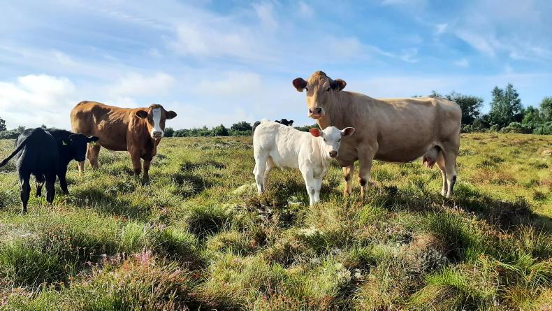 Livestock cull gets another week in the headlines Livestock cull gets another week in the headlines