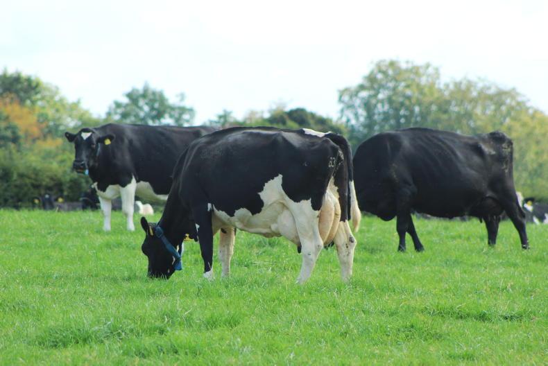 Livestock cull of 30% needed to reach 2050 climate target - EPA report Livestock cull of 30% needed to reach 2050 climate target - EPA report