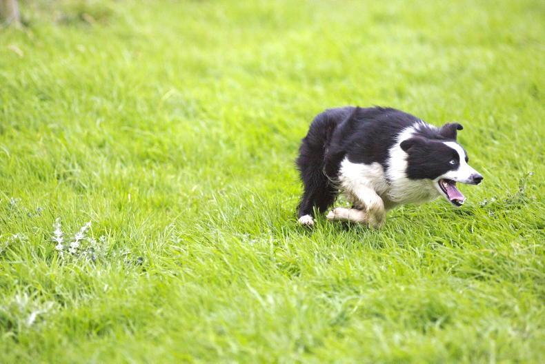 Joint sponsor of international sheepdog trials announced Joint sponsor of international sheepdog trials announced