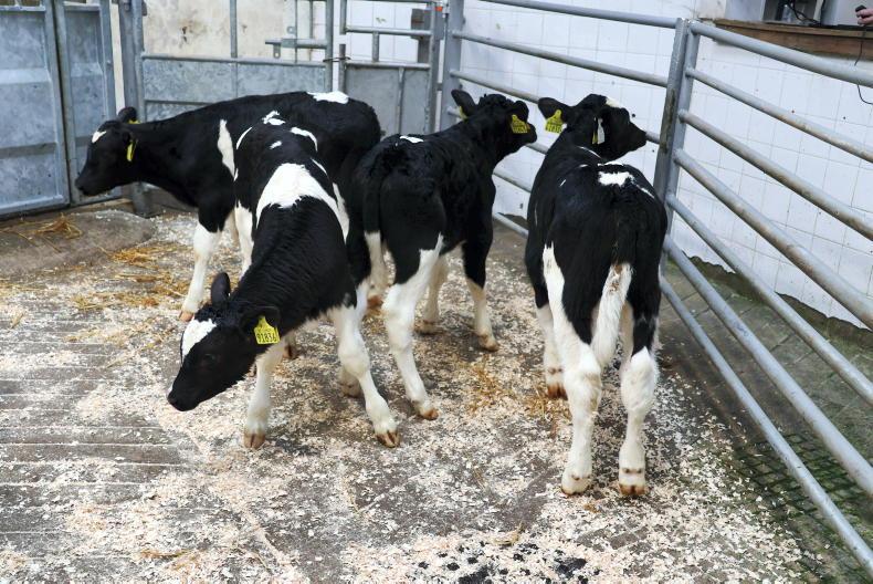 Calf prices: rapid rise in numbers sees prices settle slightly Calf prices: rapid rise in numbers sees prices settle slightly