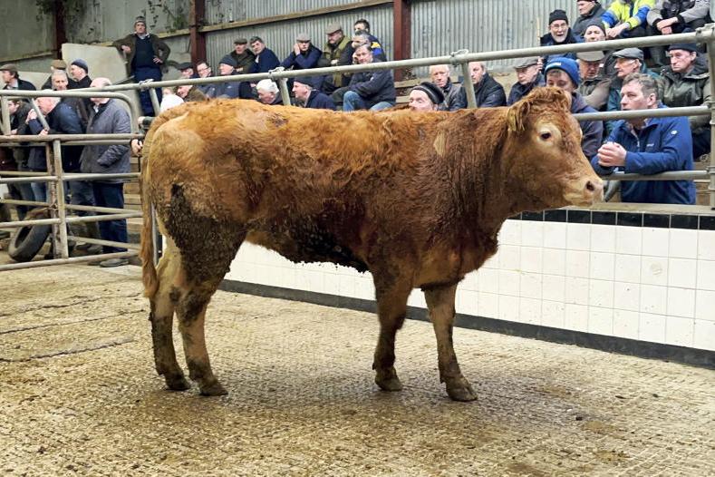 MartBids Database: weanling bulls step up a gear MartBids Database: weanling bulls step up a gear