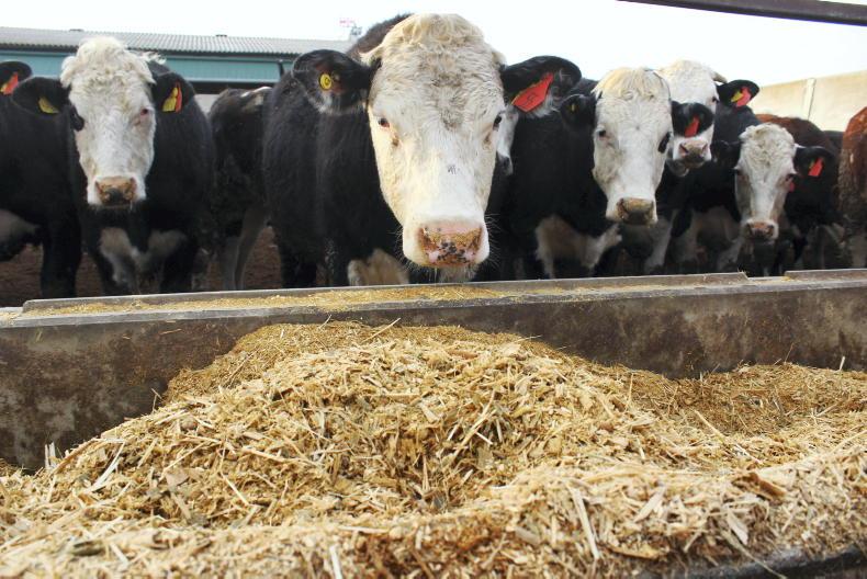 NI Trends: beef prices rise as supplies tighten; hogget trade holds steady NI Trends: beef prices rise as supplies tighten; hogget trade holds steady