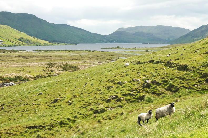 Sheep management: organic farming, ewe feeding space and selling hoggets Sheep management: organic farming, ewe feeding space and selling hoggets