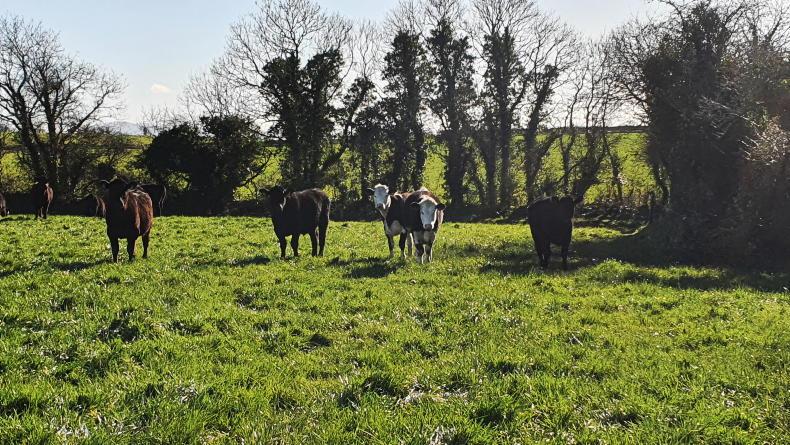 Thrive: 72 heifers at grass on demo farm Thrive: 72 heifers at grass on demo farm