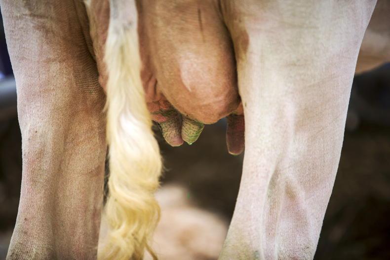 19-hour bonus each week for well-organised dairy farms 19-hour bonus each week for well-organised dairy farms