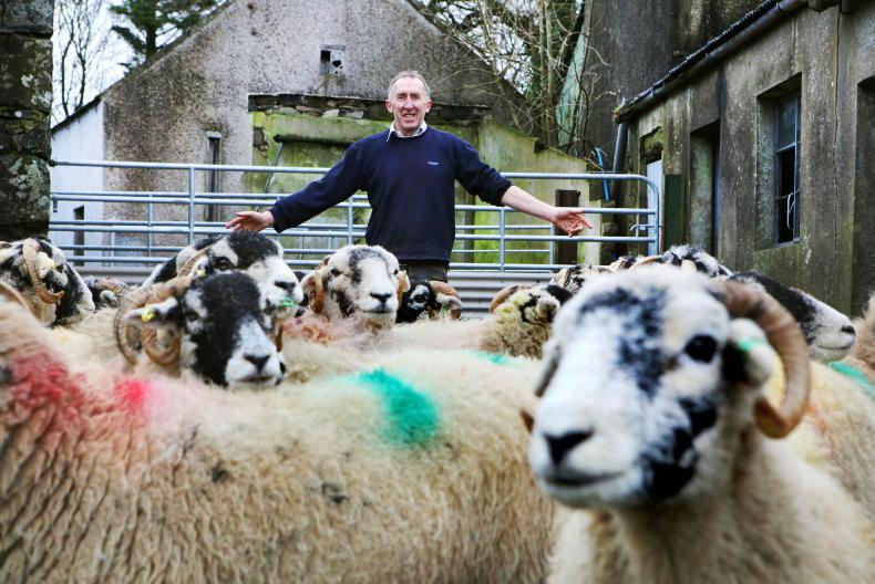 January sheep kill up 25,000 head on 2022 January sheep kill up 25,000 head on 2022