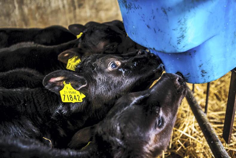Labour saving: feeding calves once a day Labour saving: feeding calves once a day