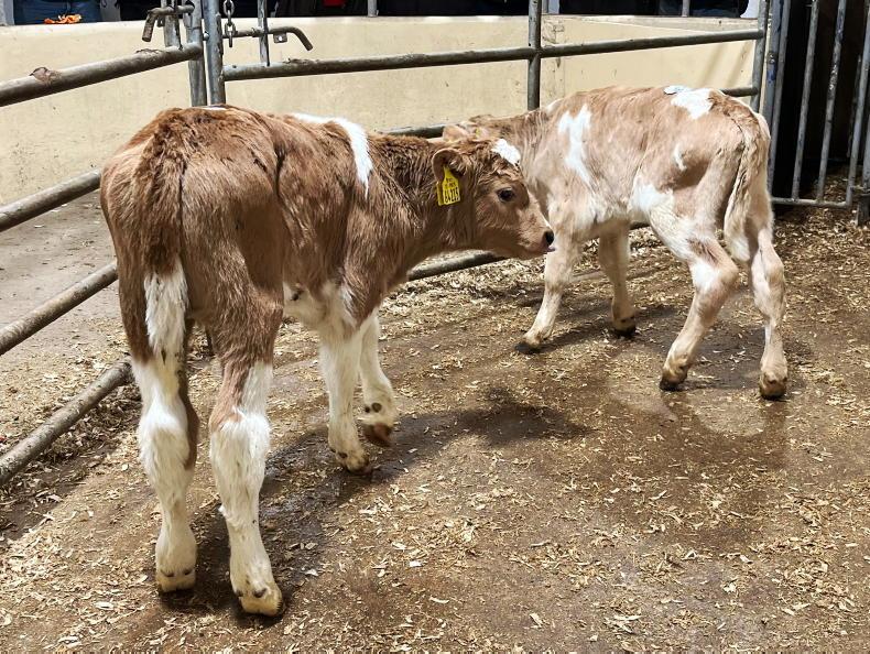 Camera at the Mart quality calves selling well in Kilmallock Free