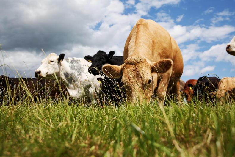 Changes sought to new suckler scheme Changes sought to new suckler scheme