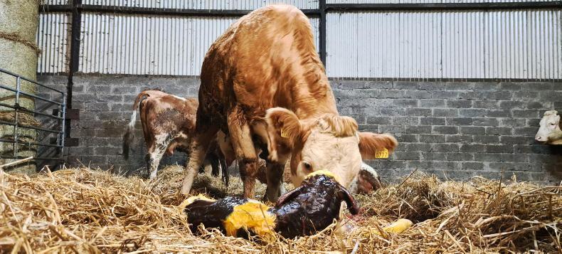 Farmer Writes: you'd miss those hazy February days Farmer Writes: you'd miss those hazy February days