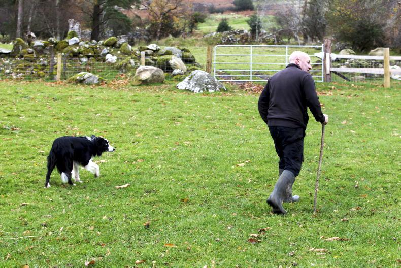 Farmers have 'nothing to worry about' with active farmer check – Dept Farmers have 'nothing to worry about' with active farmer check – Dept