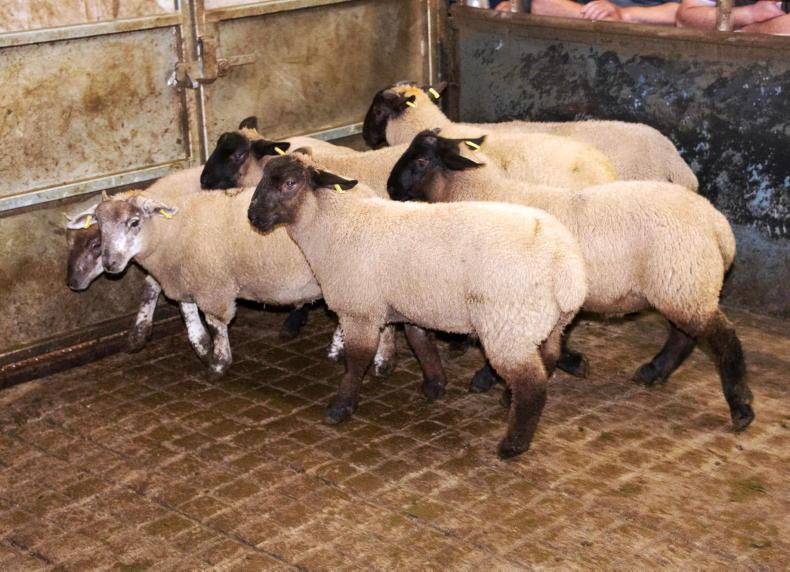 Sheep prices: keen buying for Easter and Ramadan Sheep prices: keen buying for Easter and Ramadan