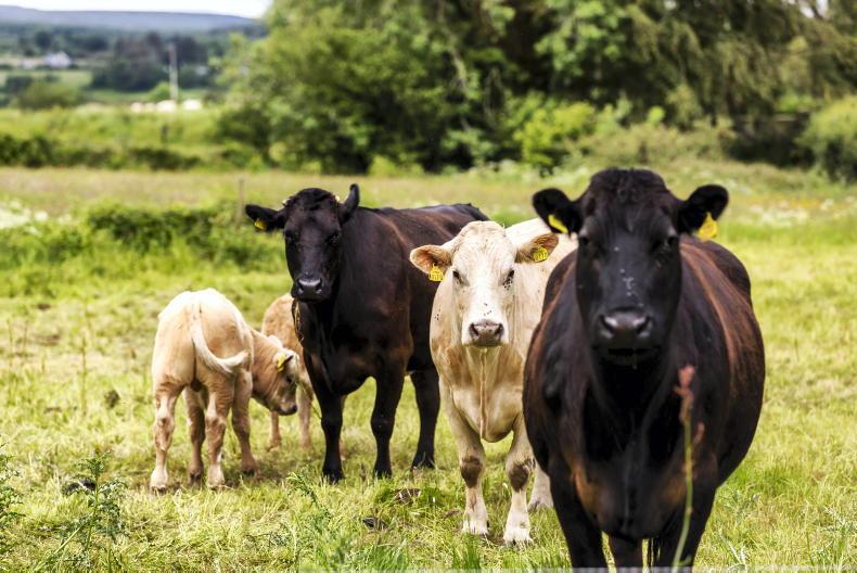 New suckler scheme permits herd expansion New suckler scheme permits herd expansion