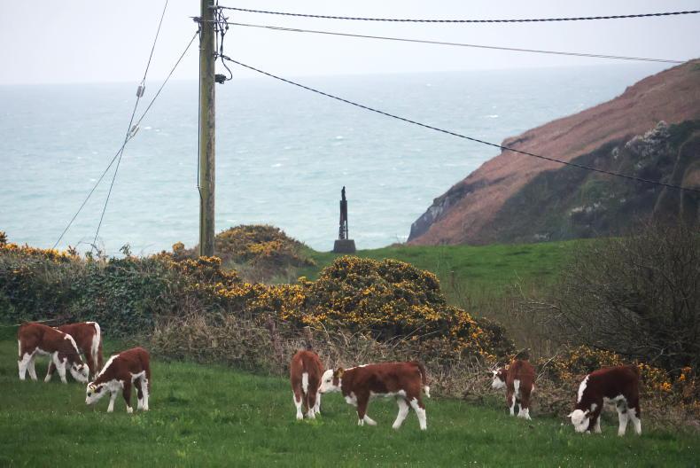 Farmer writes: on the home stretch for calving Farmer writes: on the home stretch for calving
