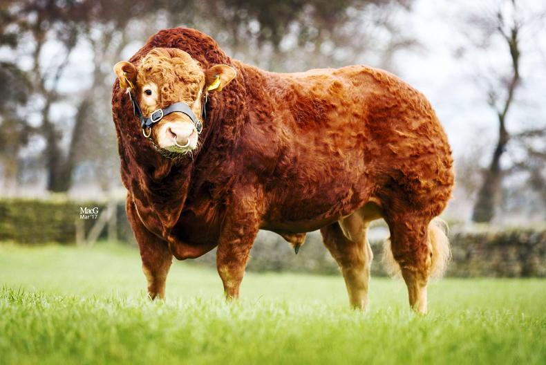 Could sexed semen work in the suckler herd? Could sexed semen work in the suckler herd?