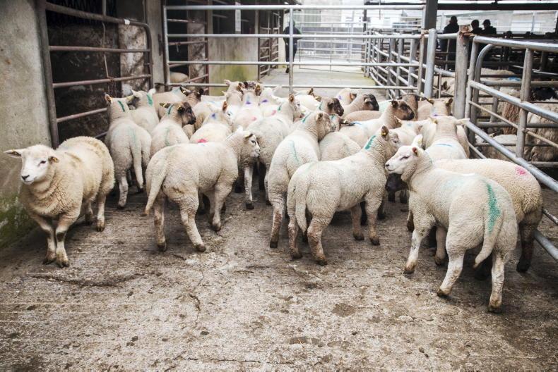 Spring lambs sell from €140 to €200 per head Spring lambs sell from €140 to €200 per head