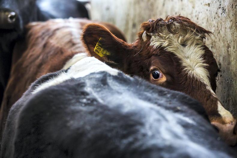 TB tests on hold in NI as vets consider contract TB tests on hold in NI as vets consider contract
