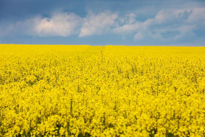 Grain Trends: oilseed rape dropping further, wheat down Grain Trends: oilseed rape dropping further, wheat down
