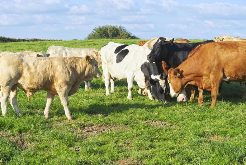 Academics say production of meat must be protected Academics say production of meat must be protected