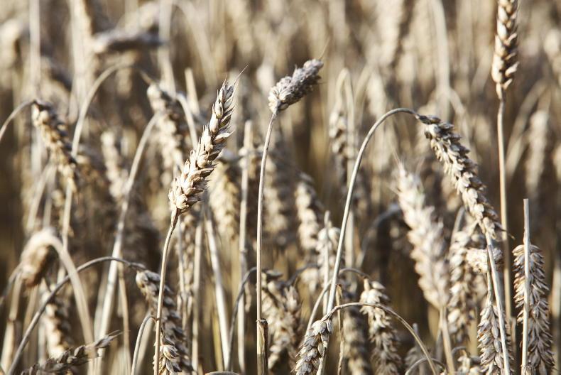 Cereal and rapeseed yields forecast up in Europe Cereal and rapeseed yields forecast up in Europe