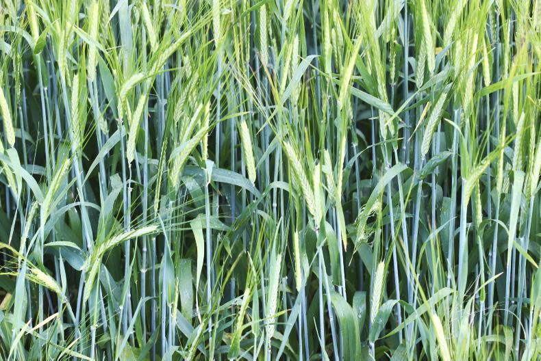 Carlsberg purchasing 7,000t of regenerative barley in the UK Carlsberg purchasing 7,000t of regenerative barley in the UK