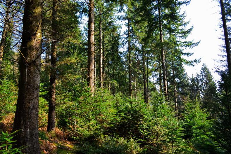 Department submits forestry programme to EU Department submits forestry programme to EU