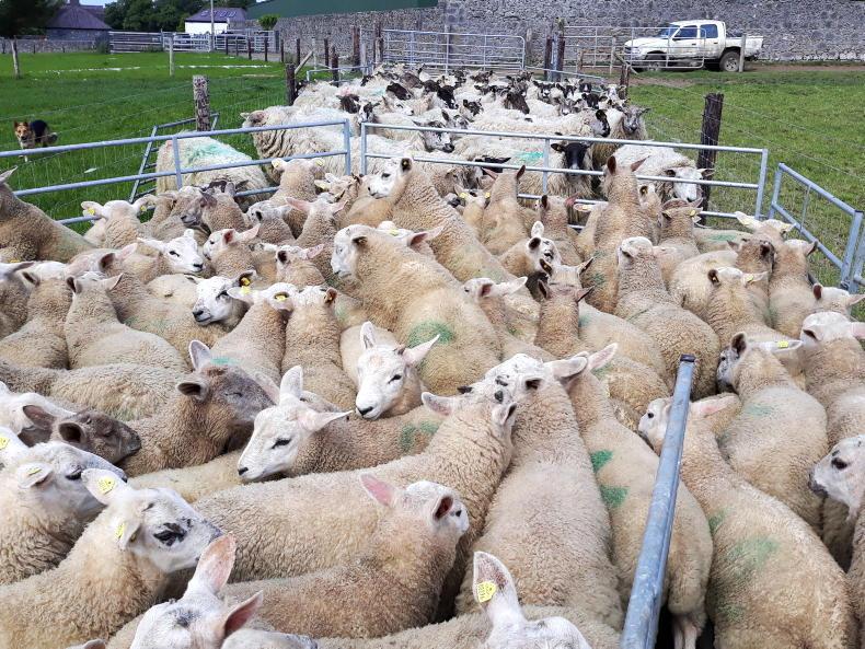 Sheep Management: handling vaccines, managing yearling hoggets and lime receipts Sheep Management: handling vaccines, managing yearling hoggets and lime receipts