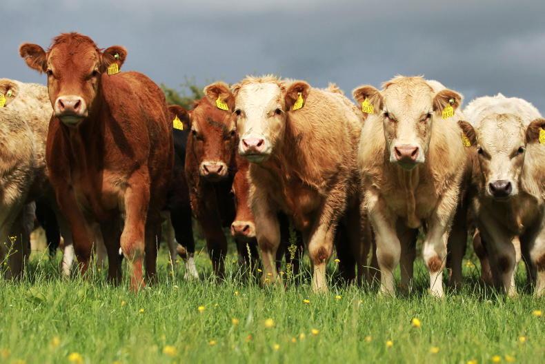 NI Trends: deals to be made on in-spec cattle; sheep prices come under pressure NI Trends: deals to be made on in-spec cattle; sheep prices come under pressure