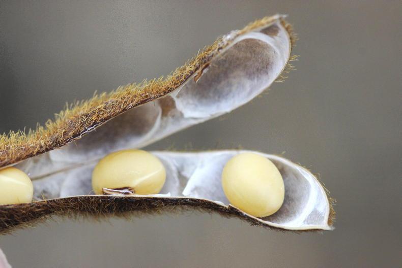 Weather event to affect oilseed prices in coming months Weather event to affect oilseed prices in coming months