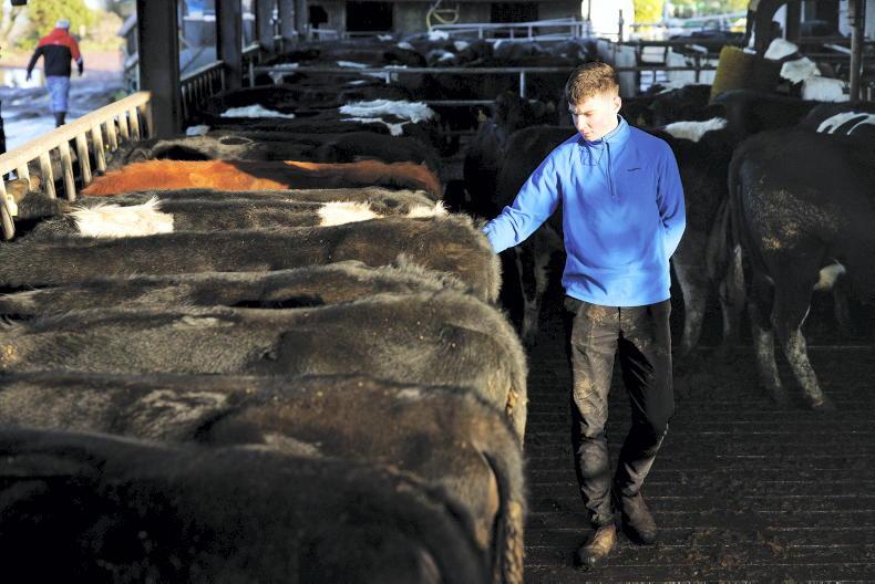 Agri jobs: assistant farm manager job for €30,000 in Cork Agri jobs: assistant farm manager job for €30,000 in Cork