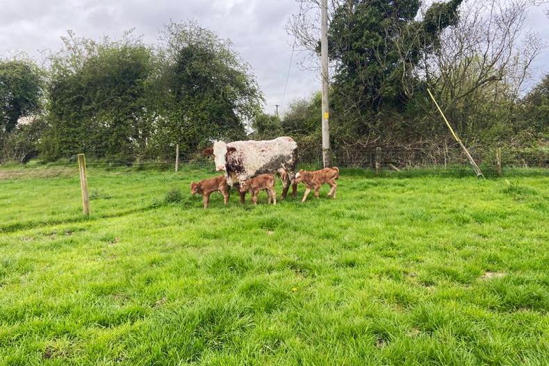 Young Offaly farmer thrilled by arrival of triplet calves Young Offaly farmer thrilled by arrival of triplet calves
