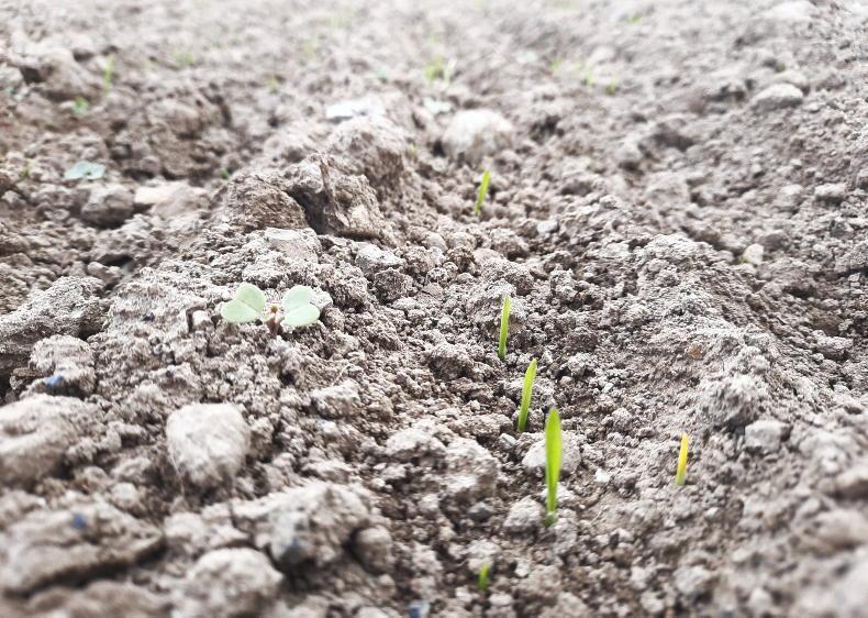 Keep an eye on nitrogen rates on tillage crops Keep an eye on nitrogen rates on tillage crops