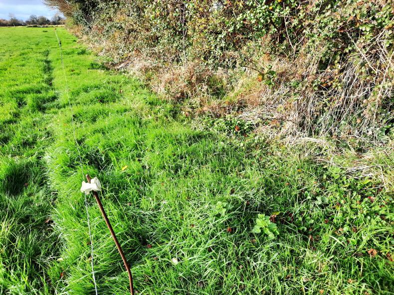 Teagasc seeks to hire farmland biodiversity researcher Teagasc seeks to hire farmland biodiversity researcher