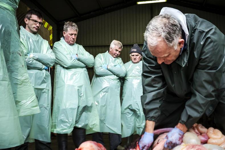 Graduate entry route to new vet college off the cards Graduate entry route to new vet college off the cards