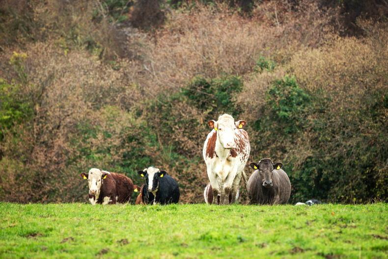 IFA urges farmers to apply for SCEP IFA urges farmers to apply for SCEP