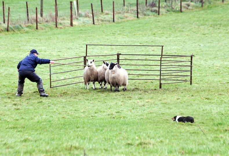 Top price of €9,089 for sheepdog at Welsh auction Free