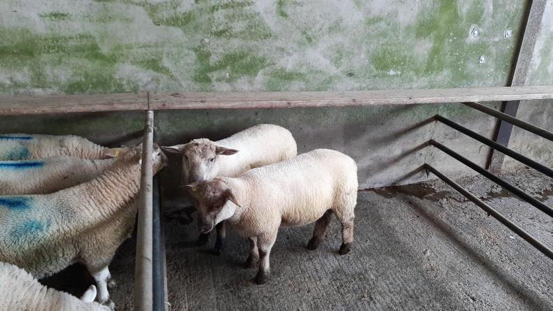 Sheep Trends: lower kill helping competition levels Sheep Trends: lower kill helping competition levels