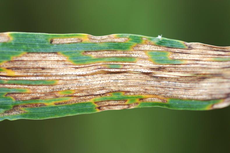See how fungicide timings, rates and varieties look in the fields See how fungicide timings, rates and varieties look in the fields