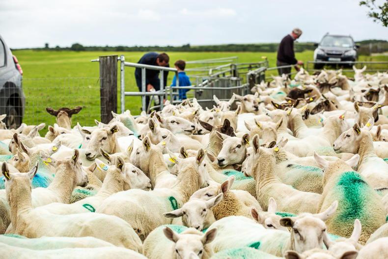 Ewe numbers back 1.3% in 2022 Ewe numbers back 1.3% in 2022