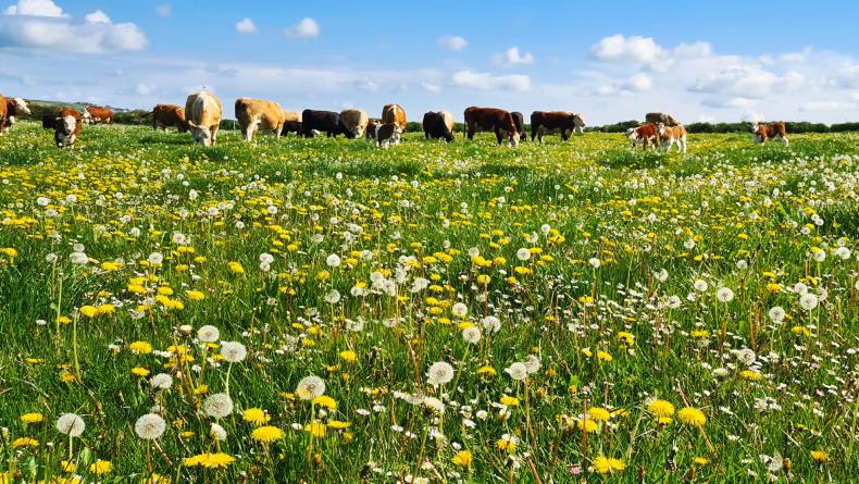 €36m for new EIPs under CAP 2023 €36m for new EIPs under CAP 2023